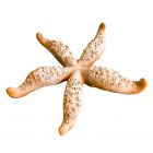 Galestro Terracotta, Stella Marina Grande, Seestern, Wandbild, Dekoration