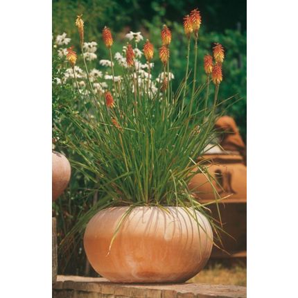 Impruneta Terracotta, Cachepot liscio, Pflanztopf, Blumentopf, schlichtes Gefäß