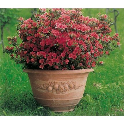 Impruneta Terracotta, Conca con melograni, Blumentopf, Pflanzgefäß, Becken