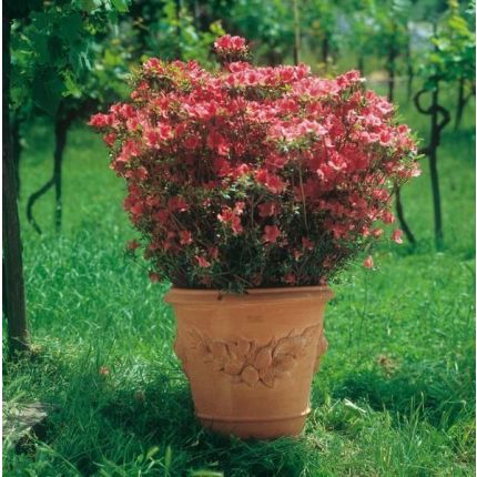 Impruneta Terracotta, Maschera Bacco Pompei, Pflanztopf, Blumentopf, Topf